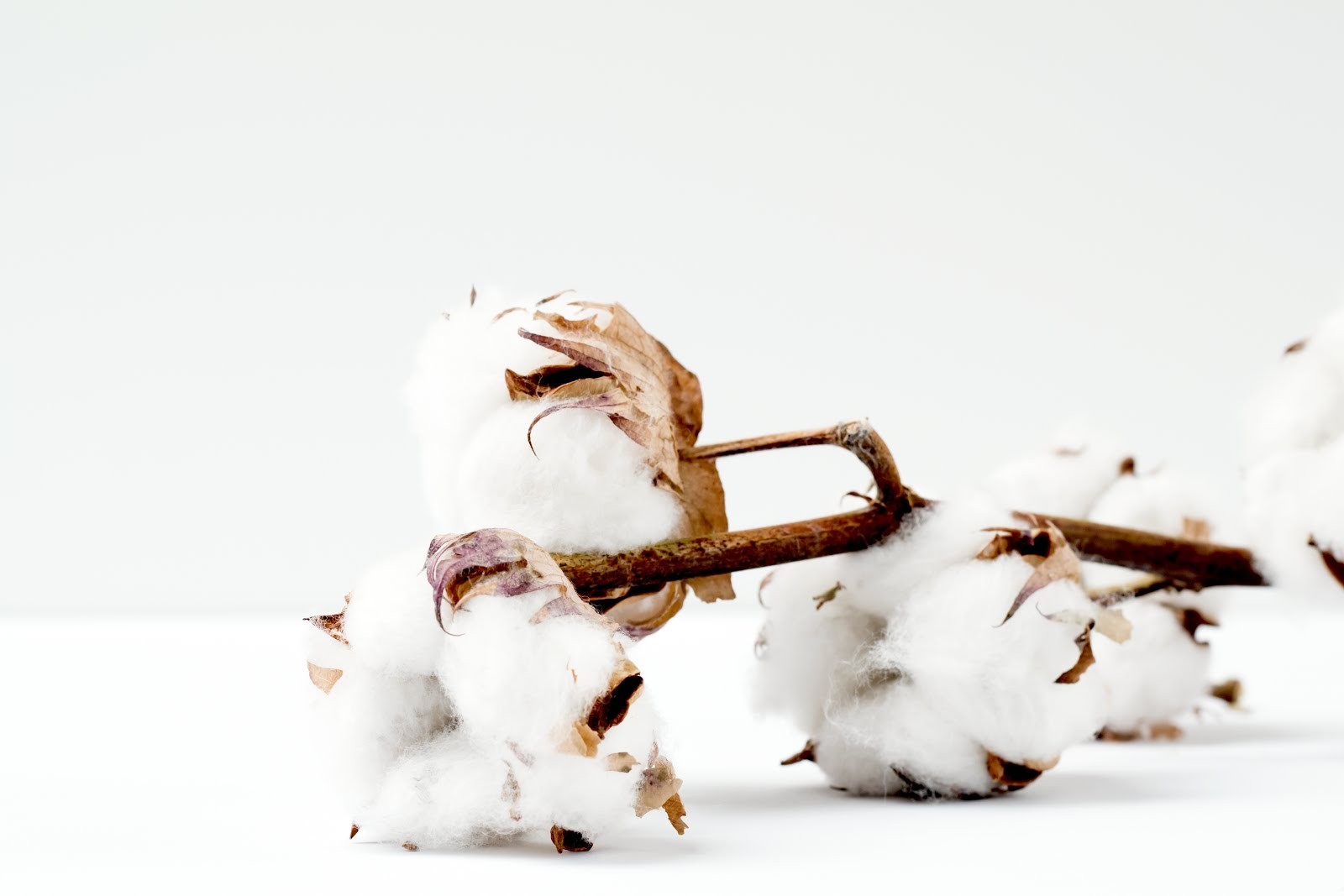 Gherzi & ‘Kheti Virasat Mission’ of Punjab partner to promote sustainable cotton value chain