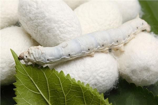 الزراعة: تنظم دورة لنشر ثقافة إنتاج الحرير الطبيعي