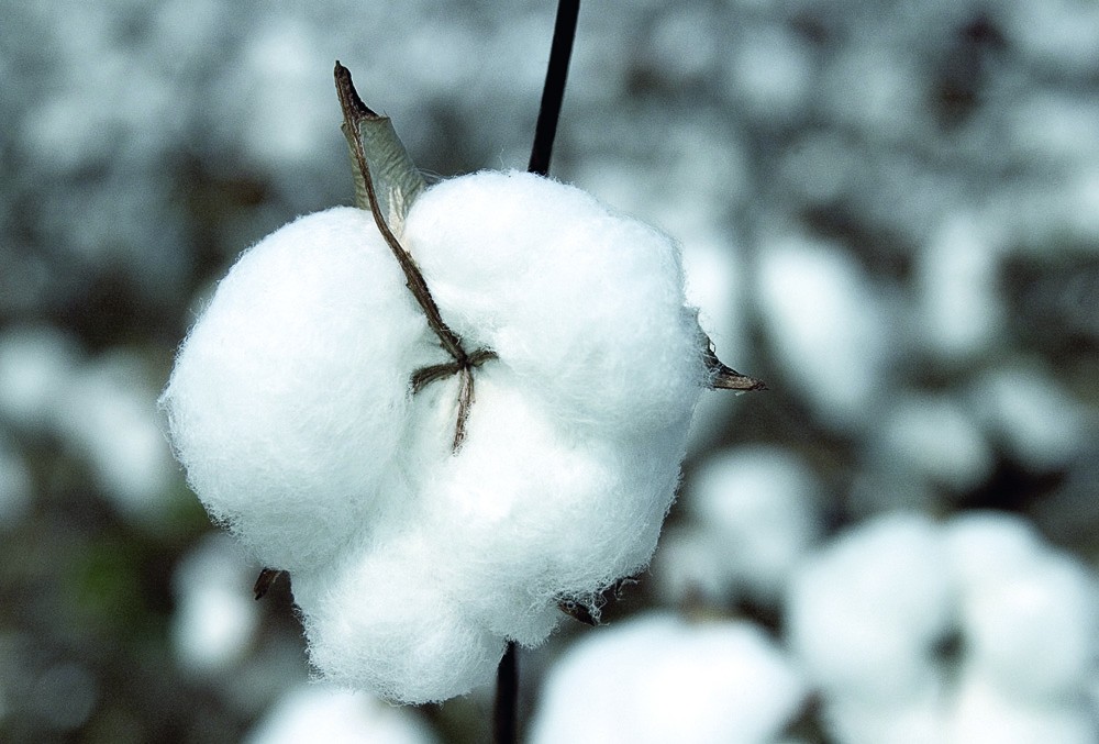 Cotton – the unique natural fiber